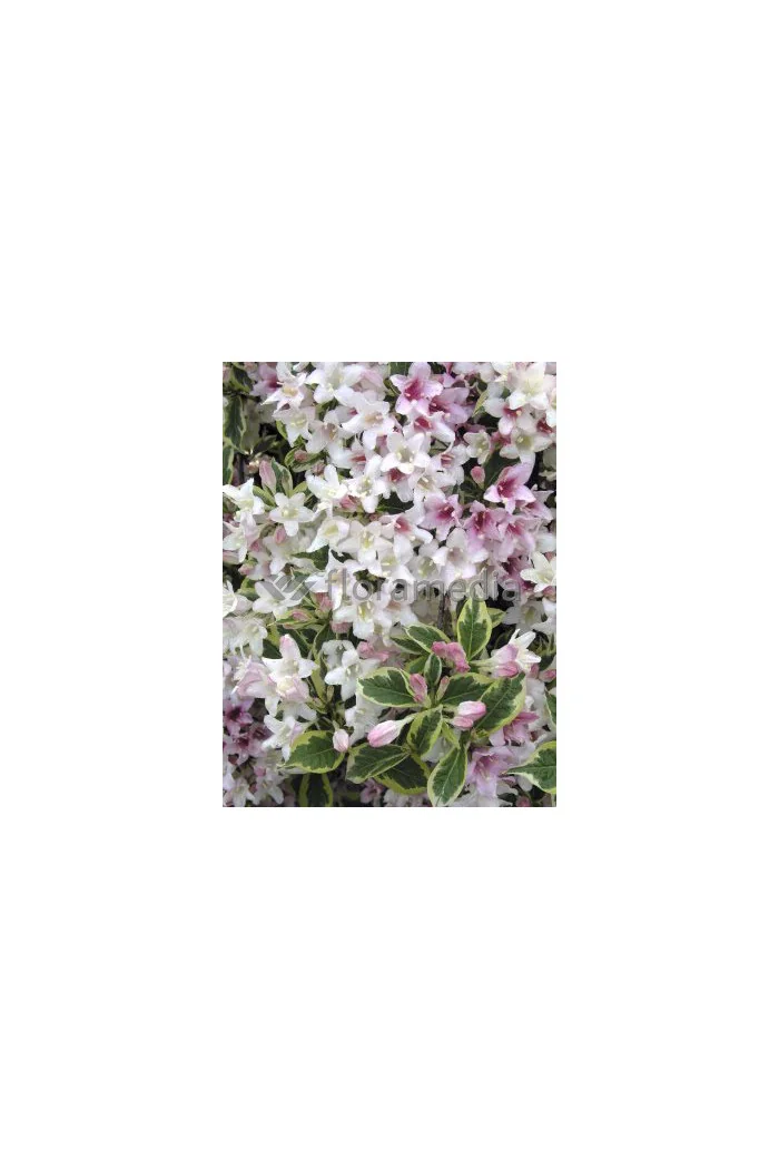 Krzewuszka cudowna 'Splendid' Weigela florida