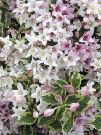 Krzewuszka cudowna 'Splendid' Weigela florida