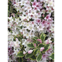 Krzewuszka cudowna 'Splendid' Weigela florida