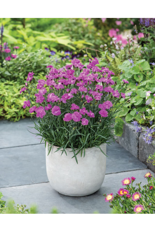 Goździk ogrodowy 'Dinetta Purple' Dianthus caryophyllus