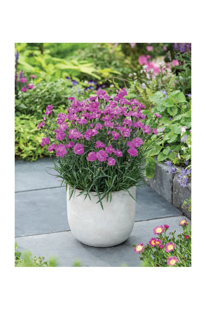Goździk ogrodowy 'Dinetta Purple' Dianthus caryophyllus