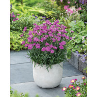Goździk ogrodowy 'Dinetta Purple' Dianthus caryophyllus