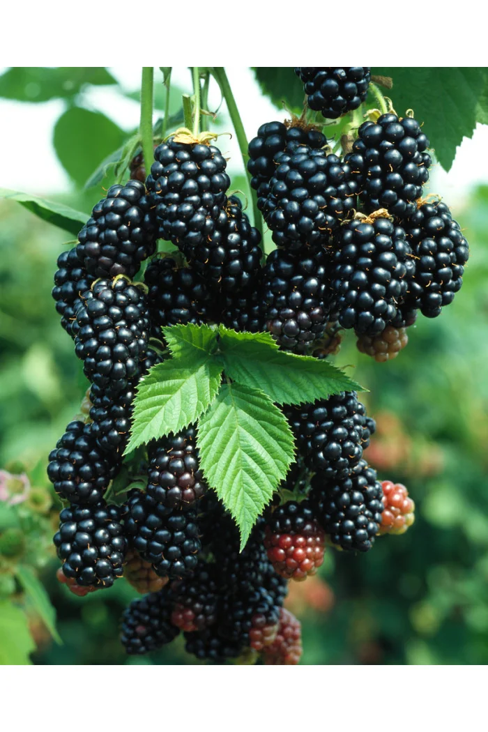 Jeżyna bezkolcowa 'Black Satin' Rubus fruticosus