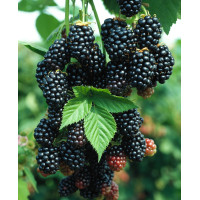 Jeżyna bezkolcowa 'Black Satin' Rubus fruticosus