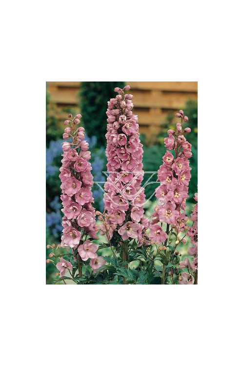 Ostróżka ogrodowa 'Astolat' Delphinium