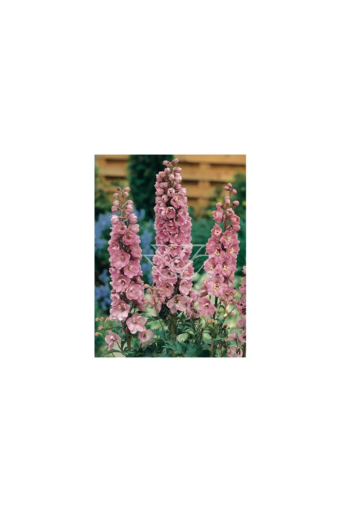 Ostróżka ogrodowa 'Astolat' Delphinium