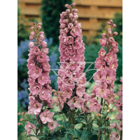 Ostróżka ogrodowa 'Astolat' Delphinium