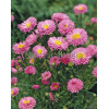 Aster krzaczasty 'Kassel' | Aster dumosus
