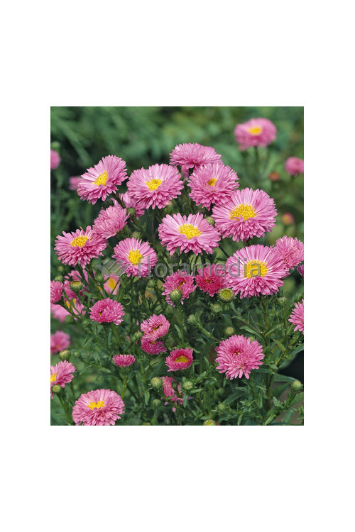 Aster krzaczasty 'Kassel' | Aster dumosus