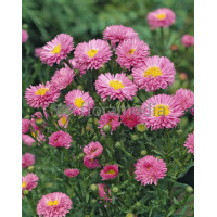 Aster krzaczasty 'Kassel' | Aster dumosus