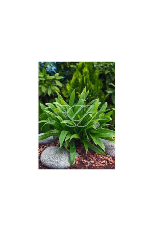 Turzyca babkowata | Carex plantaginea