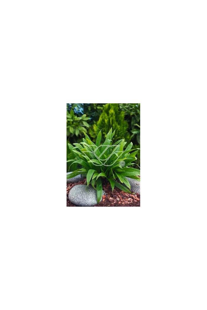 Turzyca babkowata | Carex plantaginea