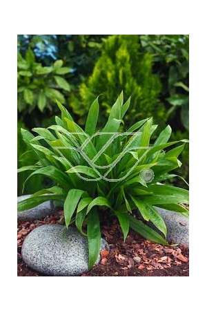 Turzyca babkowata | Carex plantaginea