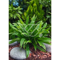 Turzyca babkowata | Carex plantaginea