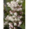 Żylistek różowy 'Rosea Plena' Deutzia