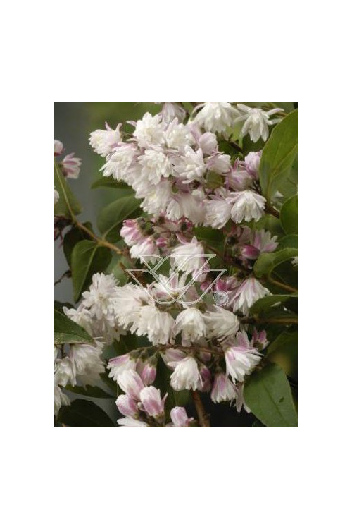 Żylistek różowy 'Rosea Plena' Deutzia