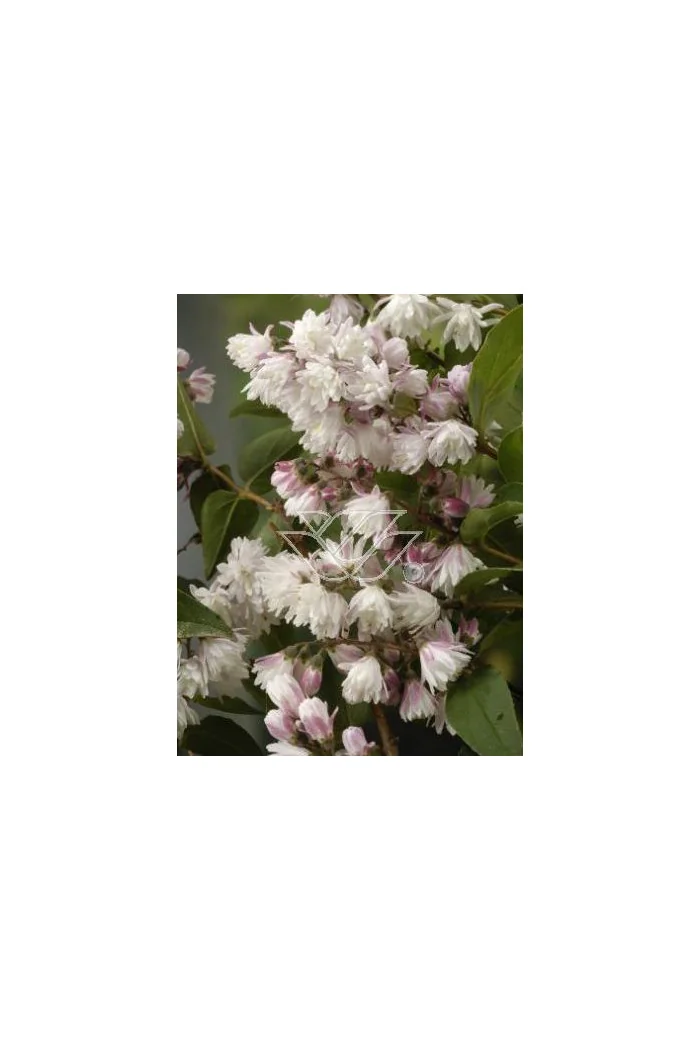 Żylistek różowy 'Rosea Plena' Deutzia