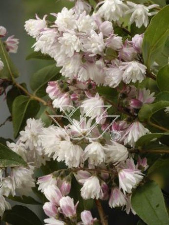 Żylistek różowy 'Rosea Plena' Deutzia