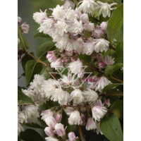 Żylistek różowy 'Rosea Plena' Deutzia