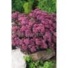 Rozchodnik karpacki 'Purple Emperor' | Sedum