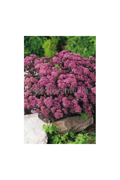 Rozchodnik karpacki 'Purple Emperor' | Sedum