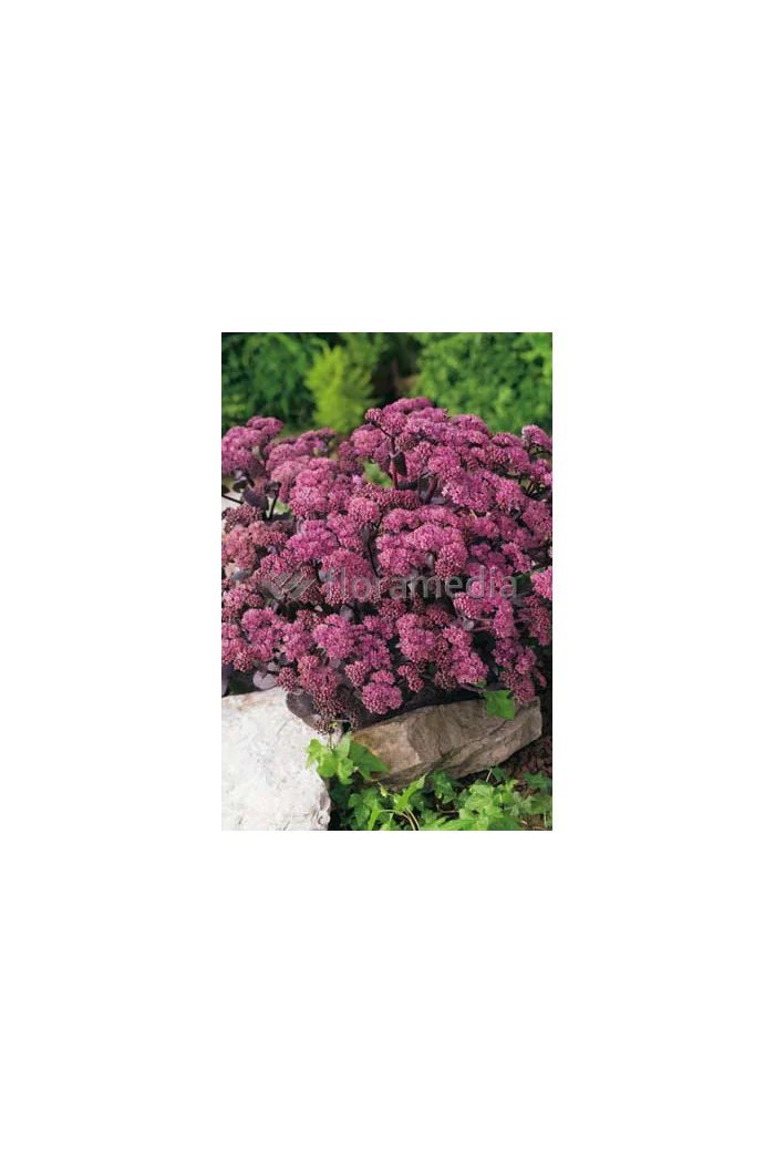 Rozchodnik karpacki 'Purple Emperor' | Sedum
