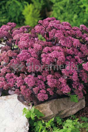 Rozchodnik karpacki 'Purple Emperor' | Sedum
