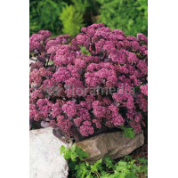 Rozchodnik karpacki 'Purple Emperor' | Sedum