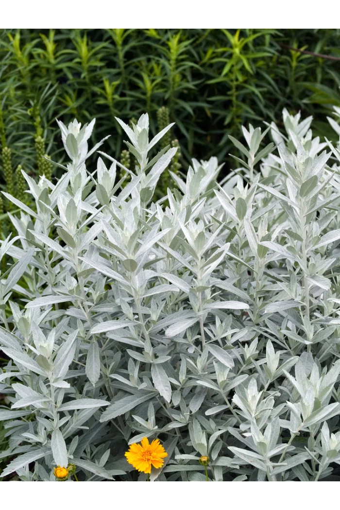 Bylica luizjańska 'Valerie Finnis' | Artemisia ludoviciana