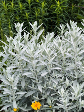 Bylica luizjańska 'Valerie Finnis' | Artemisia ludoviciana