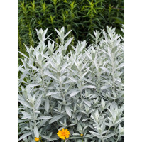 Bylica luizjańska 'Valerie Finnis' | Artemisia ludoviciana