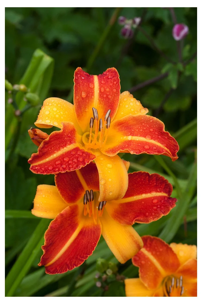 Liliowiec 'Frans Halls' | Hemerocallis