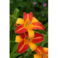 Liliowiec 'Frans Halls' | Hemerocallis