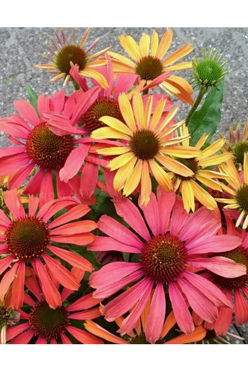 Jeżówka 'Orange Fountain Bicolor' | Echinacea