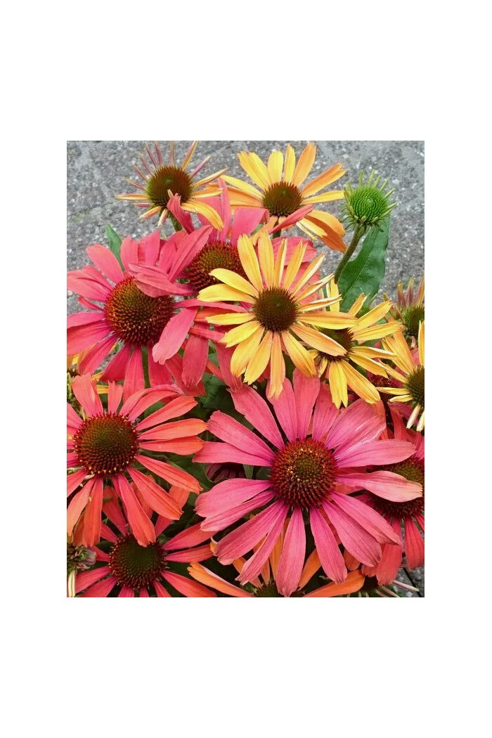 Jeżówka 'Orange Fountain Bicolor' | Echinacea