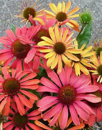 Jeżówka 'Orange Fountain Bicolor' | Echinacea