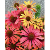 Jeżówka 'Orange Fountain Bicolor' | Echinacea