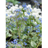 Brunnera 'Sea Heart' | Brunnera