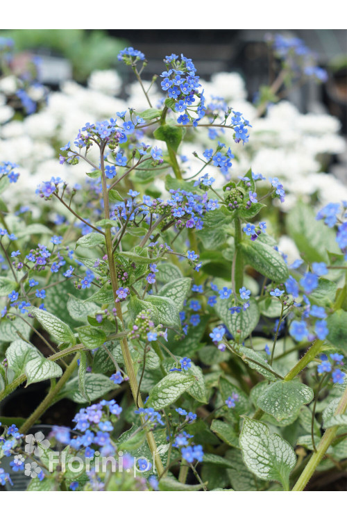 Brunnera 'Sea Heart' | Brunnera