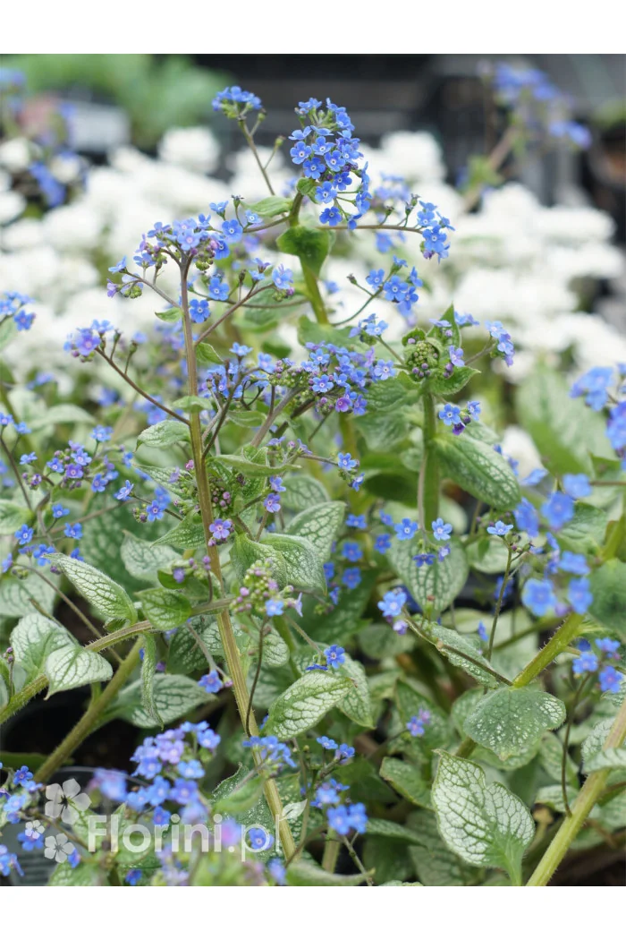 Brunnera 'Sea Heart' | Brunnera