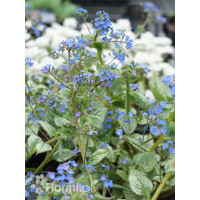 Brunnera 'Sea Heart' | Brunnera