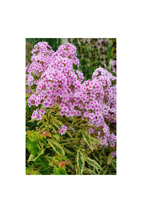 Floks wiechowaty 'Warsaw Sunrise' | Phlox panniculata