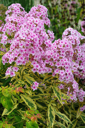 Floks wiechowaty 'Warsaw Sunrise' | Phlox panniculata