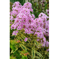 Floks wiechowaty 'Warsaw Sunrise' | Phlox panniculata
