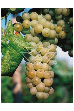 Winorośl 'Chrupka Złota' | Vitis
