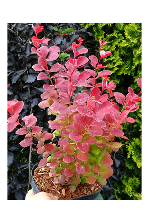 Berberys Thunberga 'Ruby Star' | Berberis thunbergii