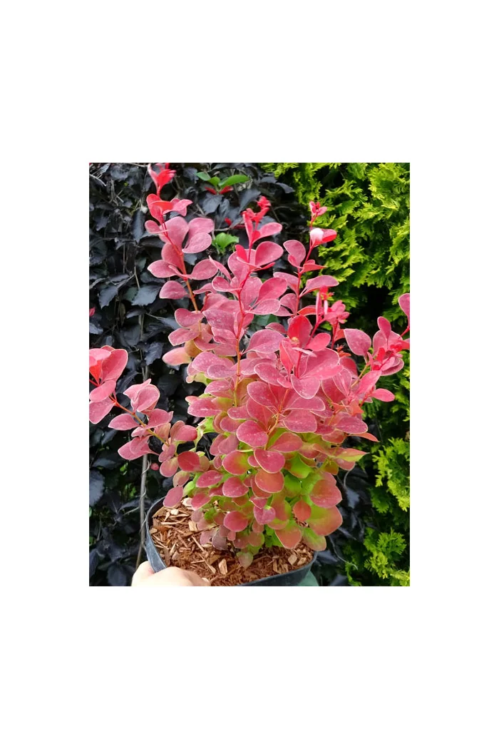 Berberys Thunberga 'Ruby Star' | Berberis thunbergii