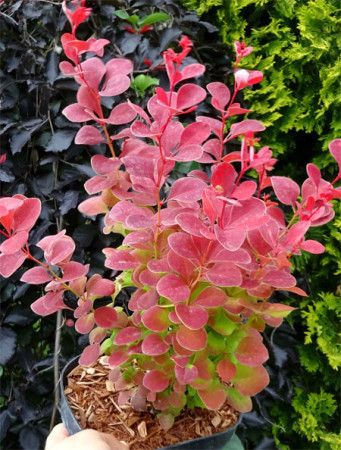 Berberys Thunberga 'Ruby Star' | Berberis thunbergii
