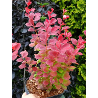 Berberys Thunberga 'Ruby Star' | Berberis thunbergii