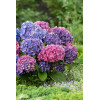 Hortensja ogrodowa 'Renate Steiniger' | Hydrangea macrophylla